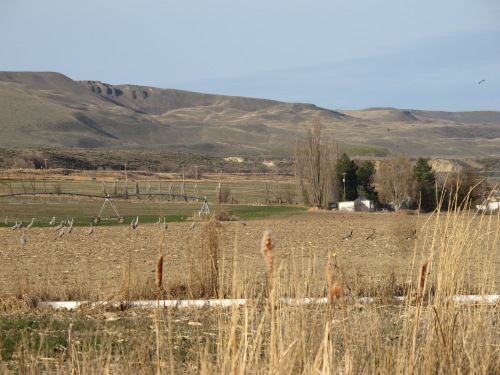 Sandhill cranes frolic in the fields of the Danielson farm, with the Saddle Mountain cliffs looming over it. Photograph by Phyllis Danielson.